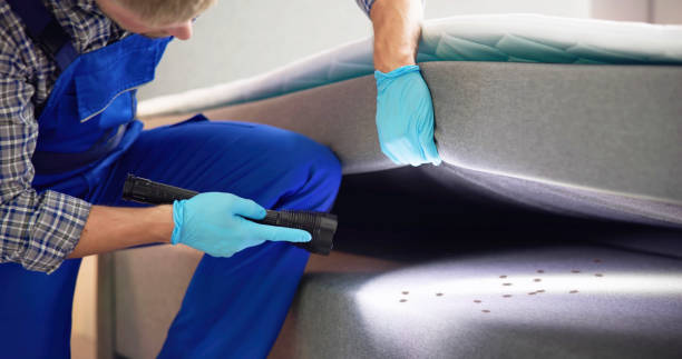 Wasp Removal Services in Auburn, IL