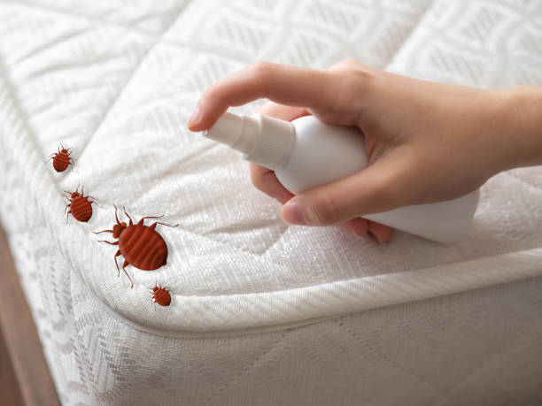 Flea Control Services in Auburn, IL