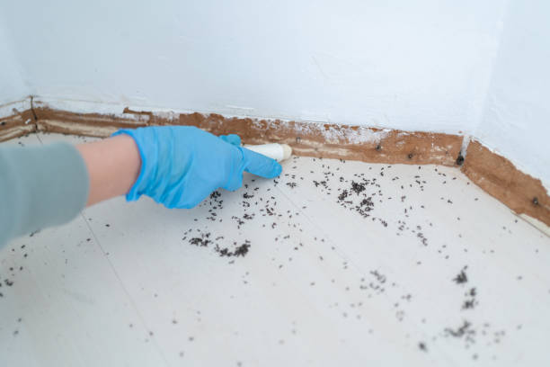 Best Pest Control Near Me  in Auburn, IL