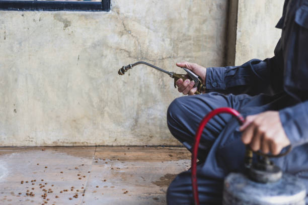 Best Wasp Removal Services  in Auburn, IL